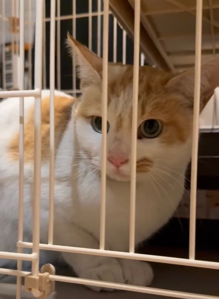 タマホホジッチの写真